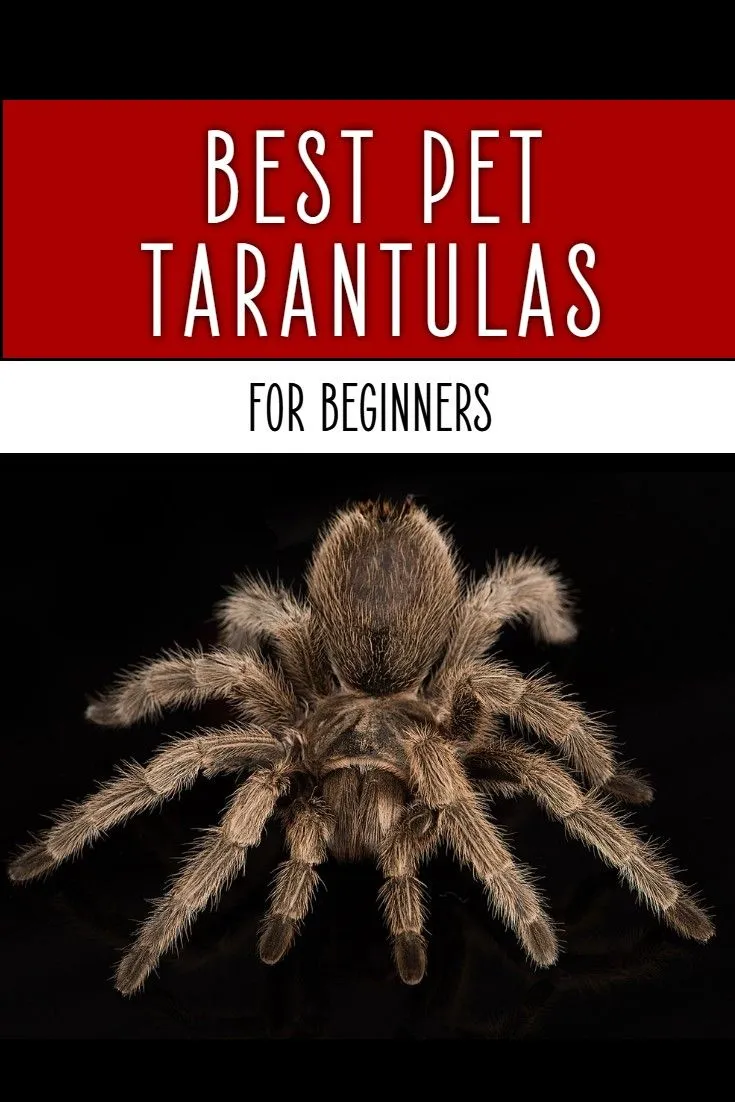 /img/19654-tarantula-habitat.webp
