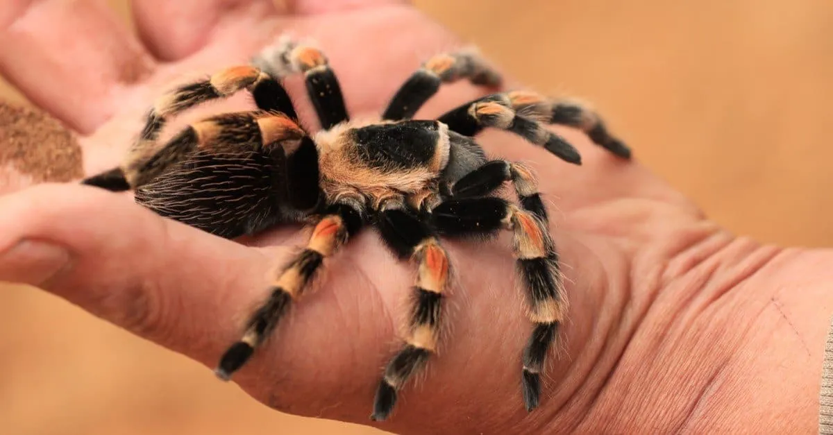 /img/19656-redknee-tarantula-conservation.webp