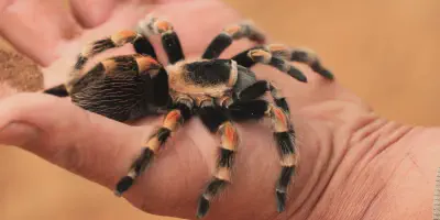 /img/19656-redknee-tarantula-conservation.webp
