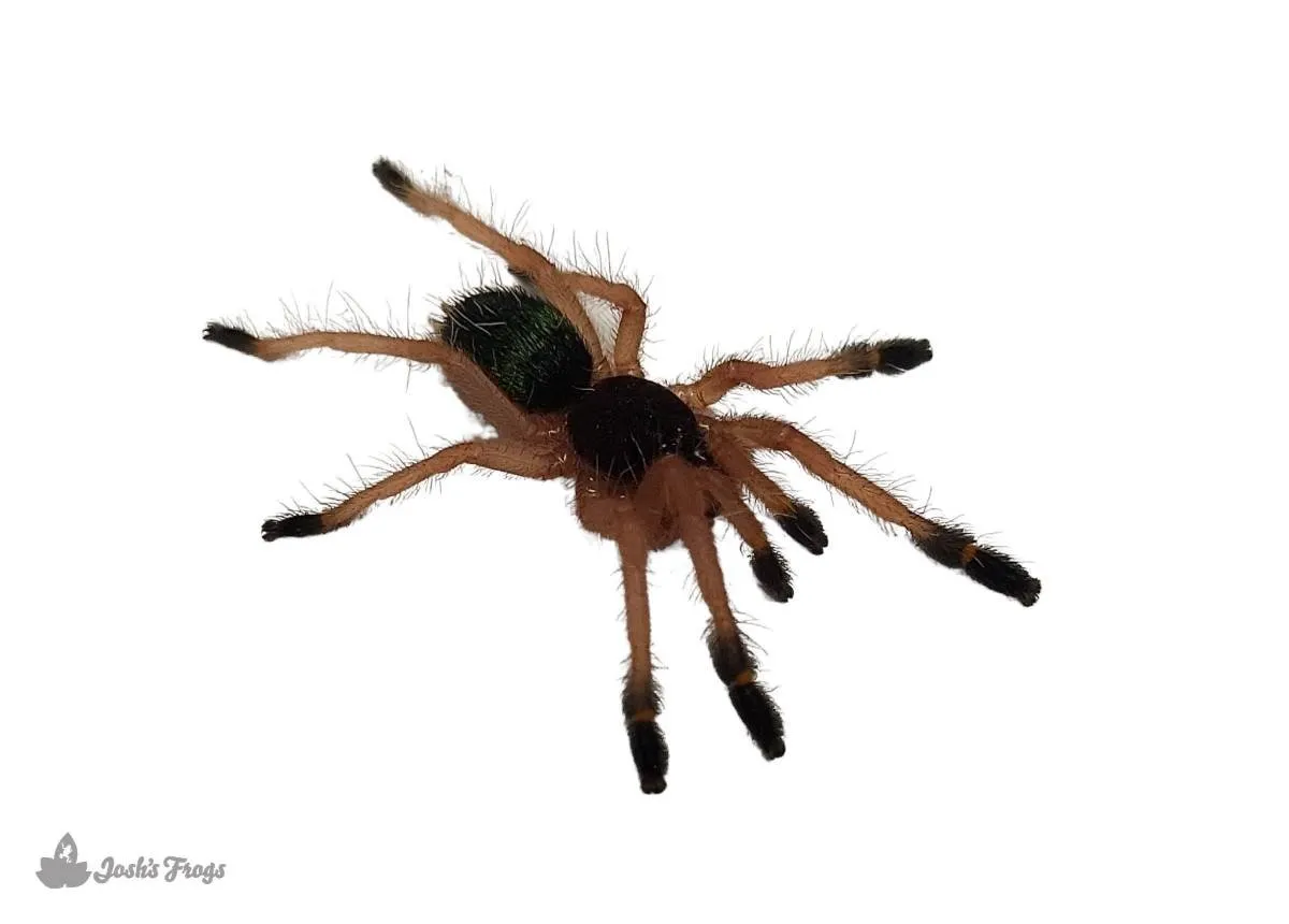 19657 tarantula conservation