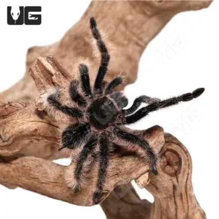 19659 curly hair tarantula sling water
