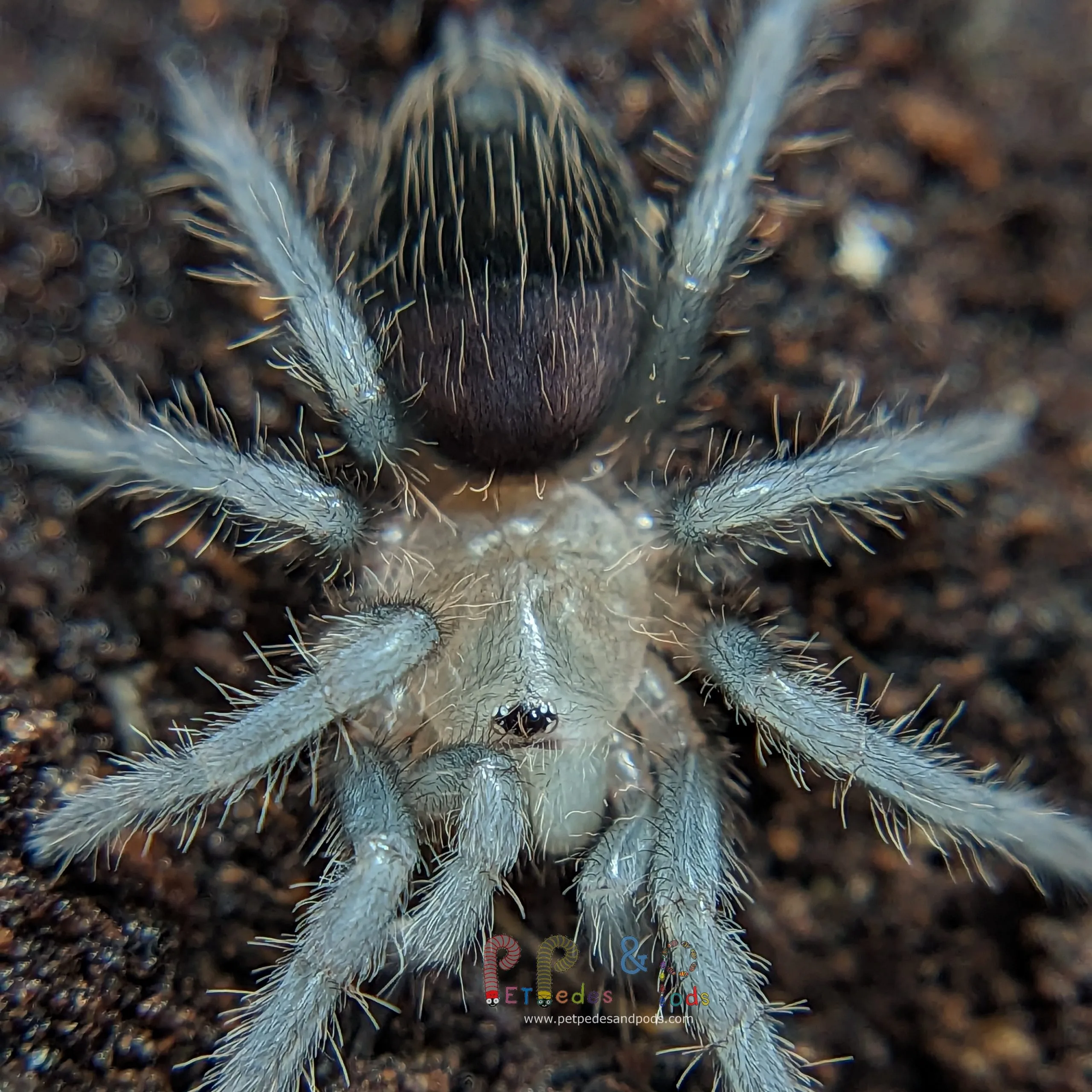 19659 tarantula sling molting