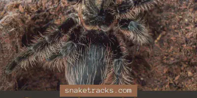 /img/19659-tarantula-sling-substrate.webp