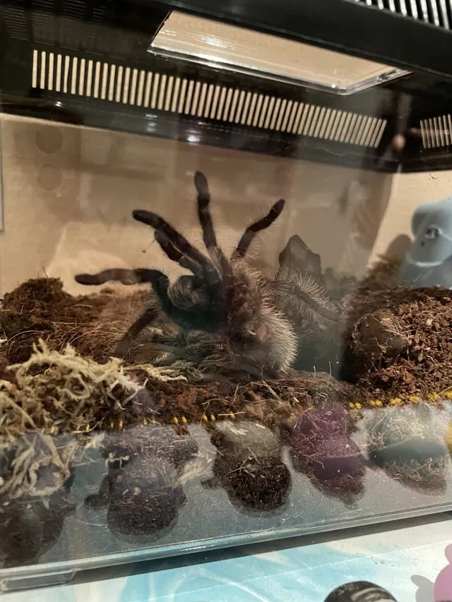 19661 curly hair tarantula handling