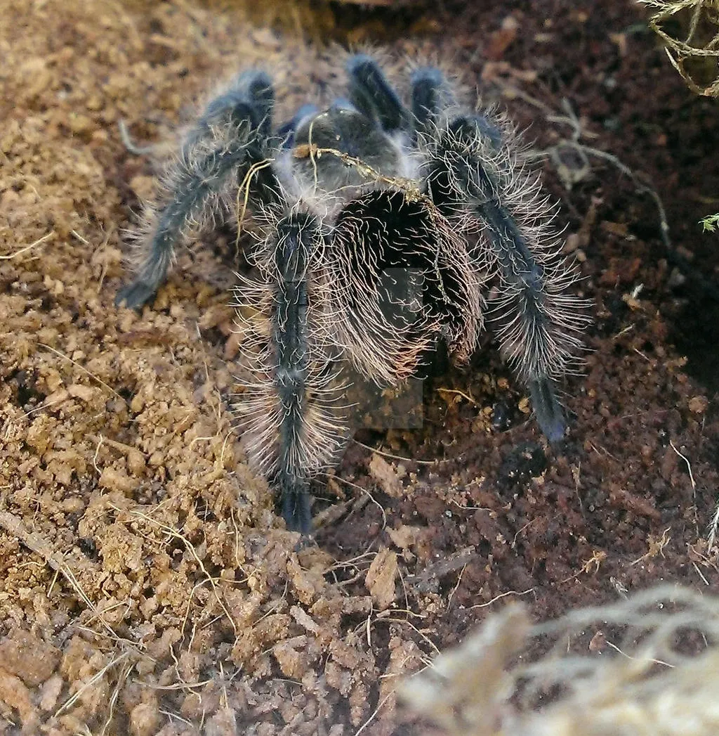 19661 curly hair tarantula molting