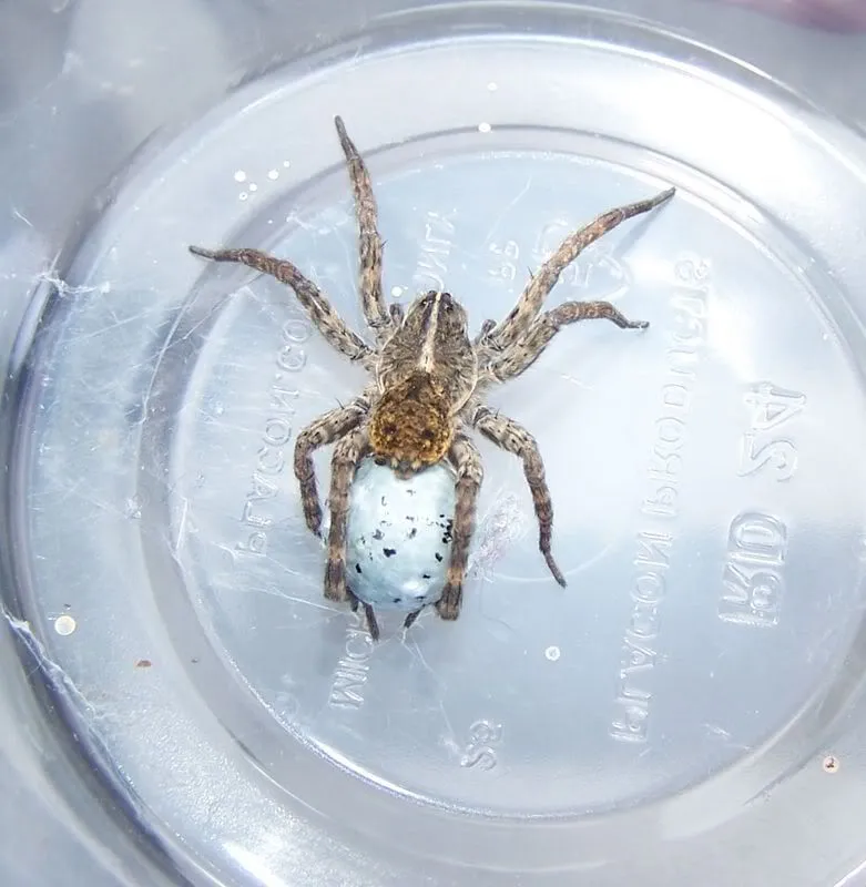 /img/19662-crab-spider-camouflage.webp