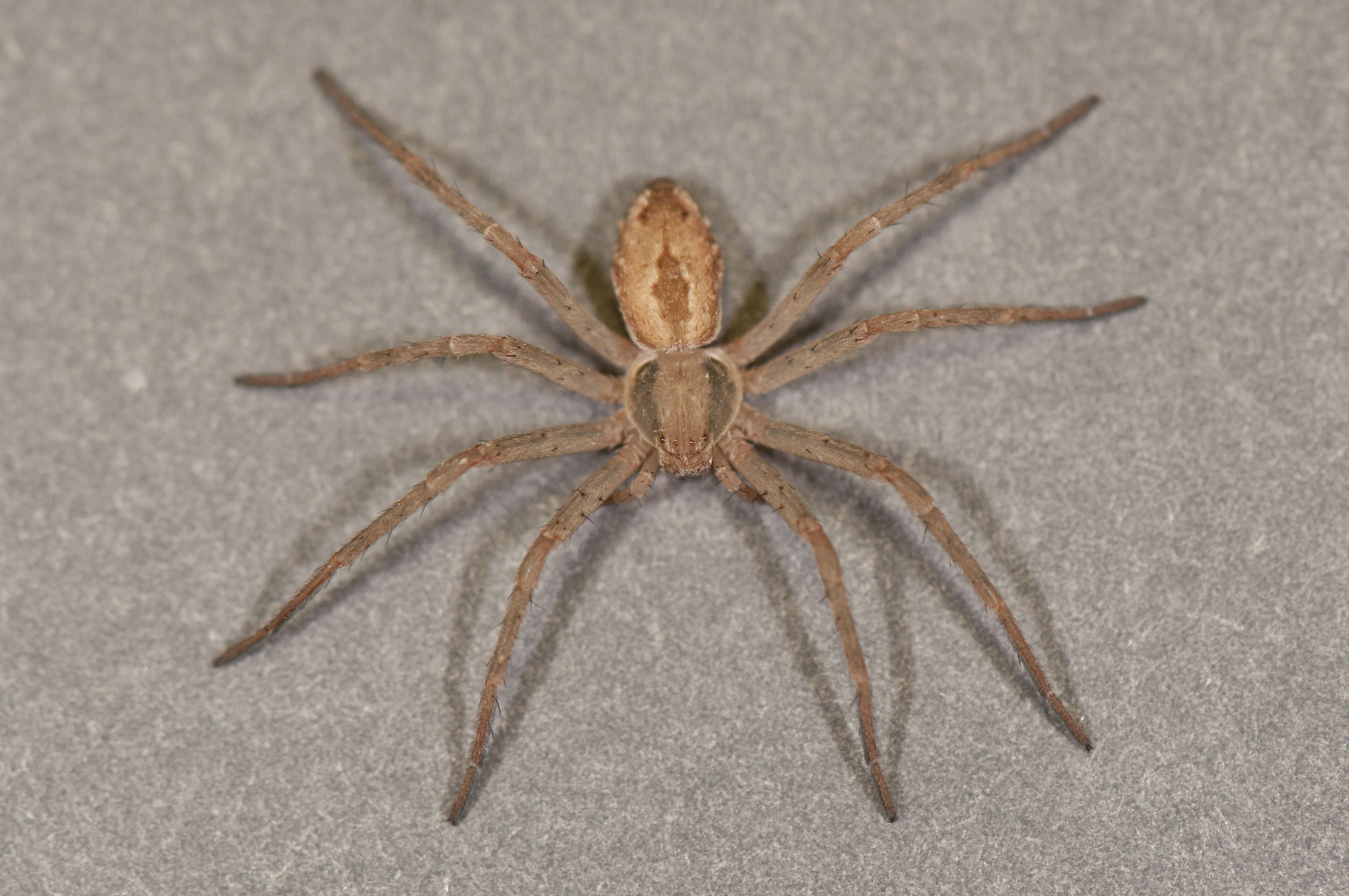 19662 crab spider habitat