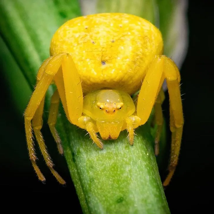 19662 crab spider human interaction