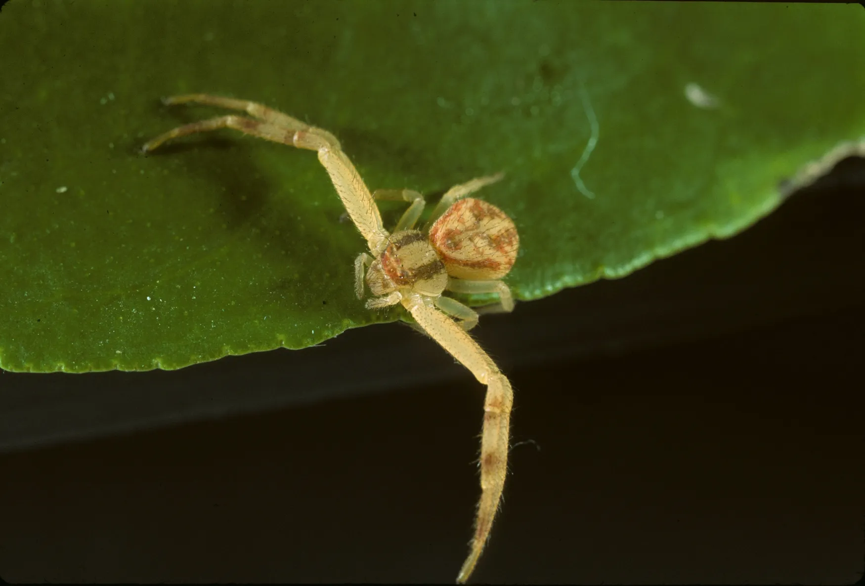 19662 crab spider identification