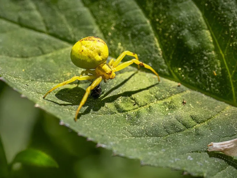 19662 crab spider mating