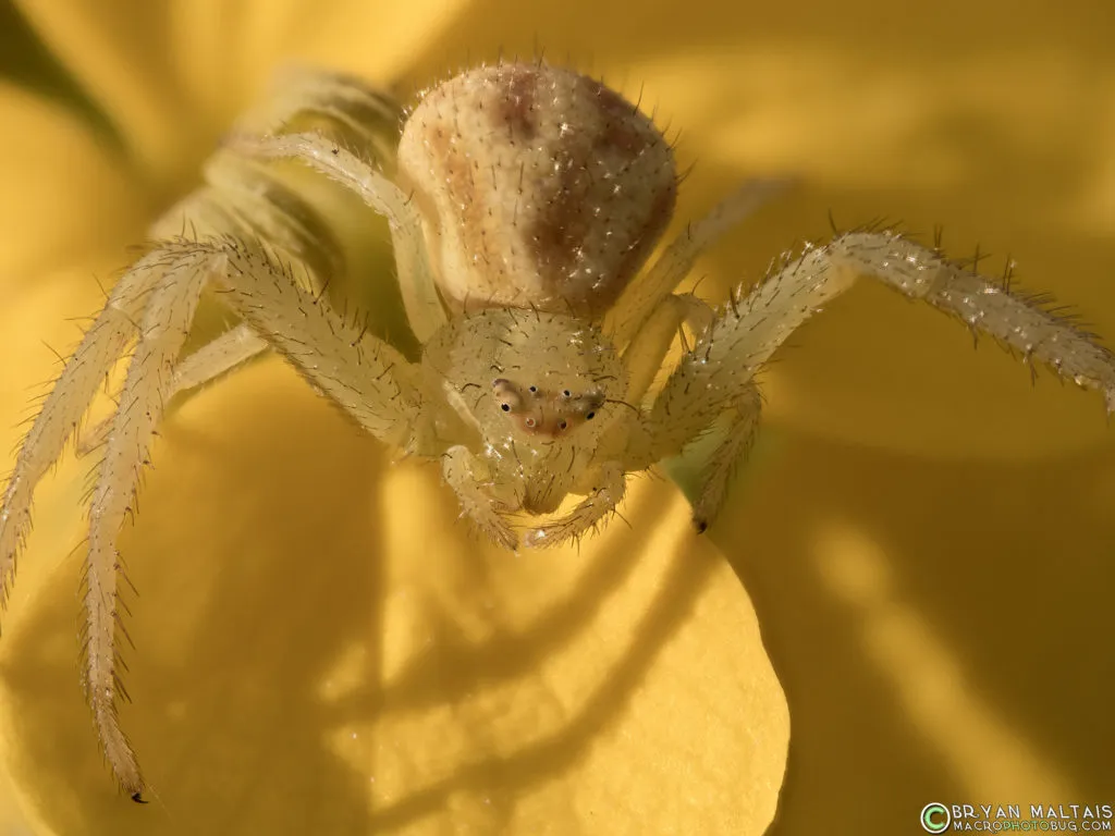 19662 crab spider overview