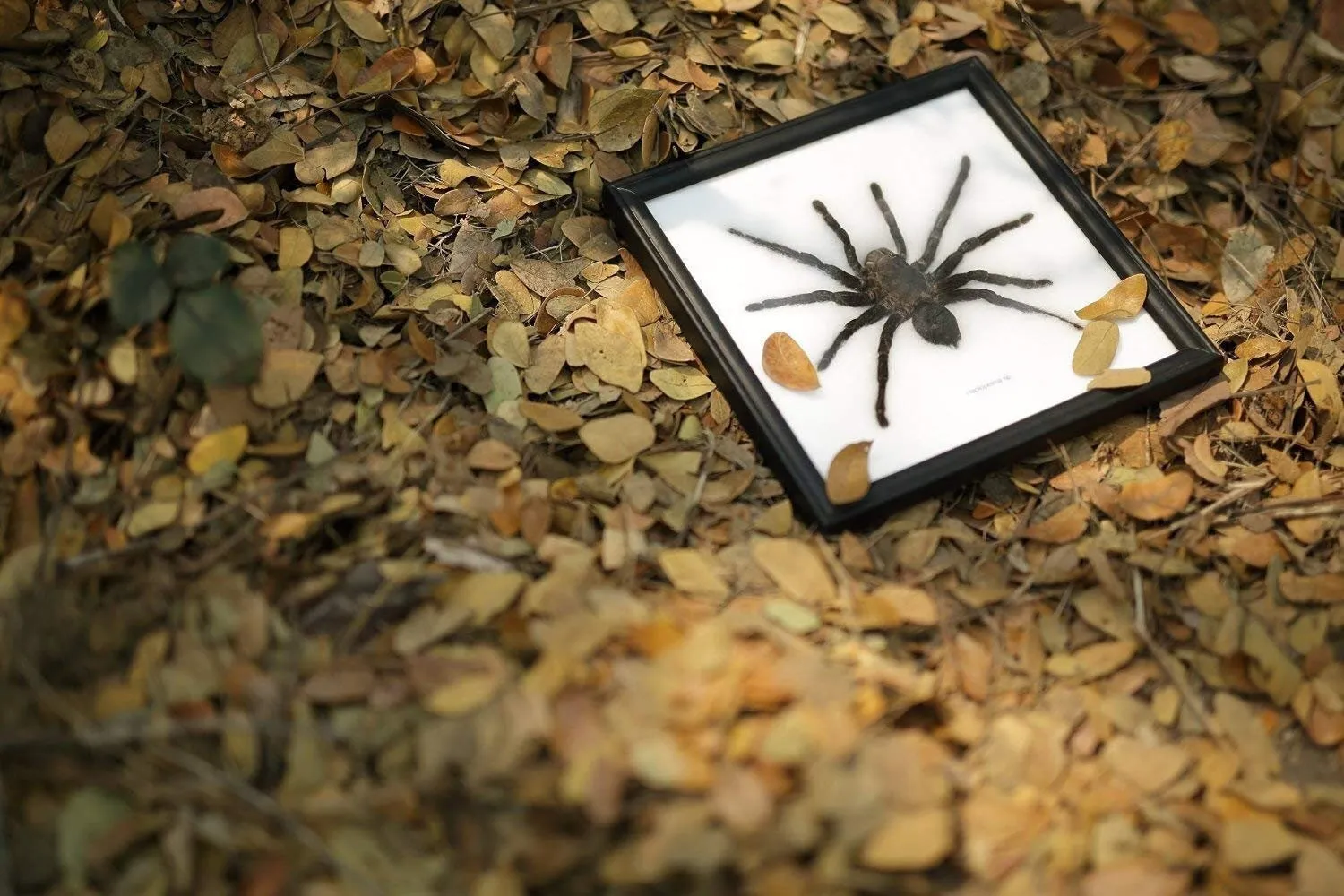 19663 professional pest control