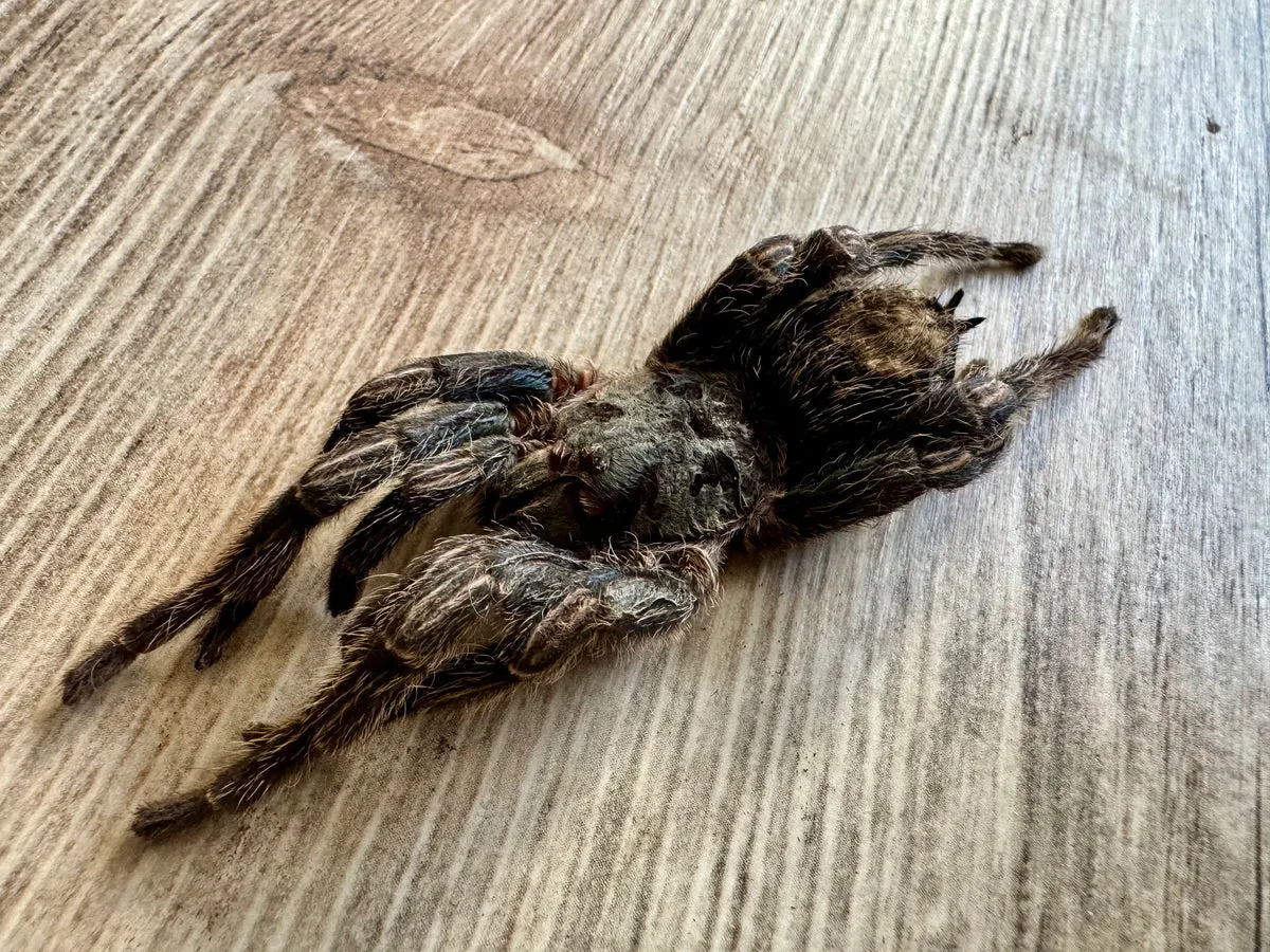 /img/19663-tarantula-remains.webp