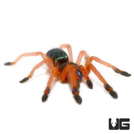 19664 blue fang tarantula sling feeding