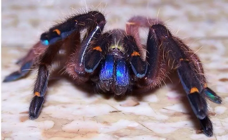 /img/19664-blue-fang-tarantula-sling-health.webp