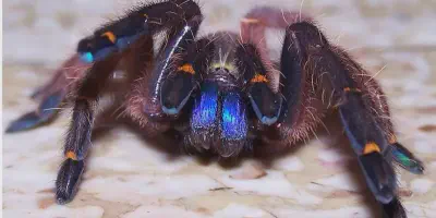 /img/19664-blue-fang-tarantula-sling-health.webp