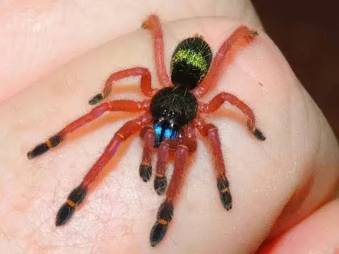 19664 tarantula sling enclosure setup