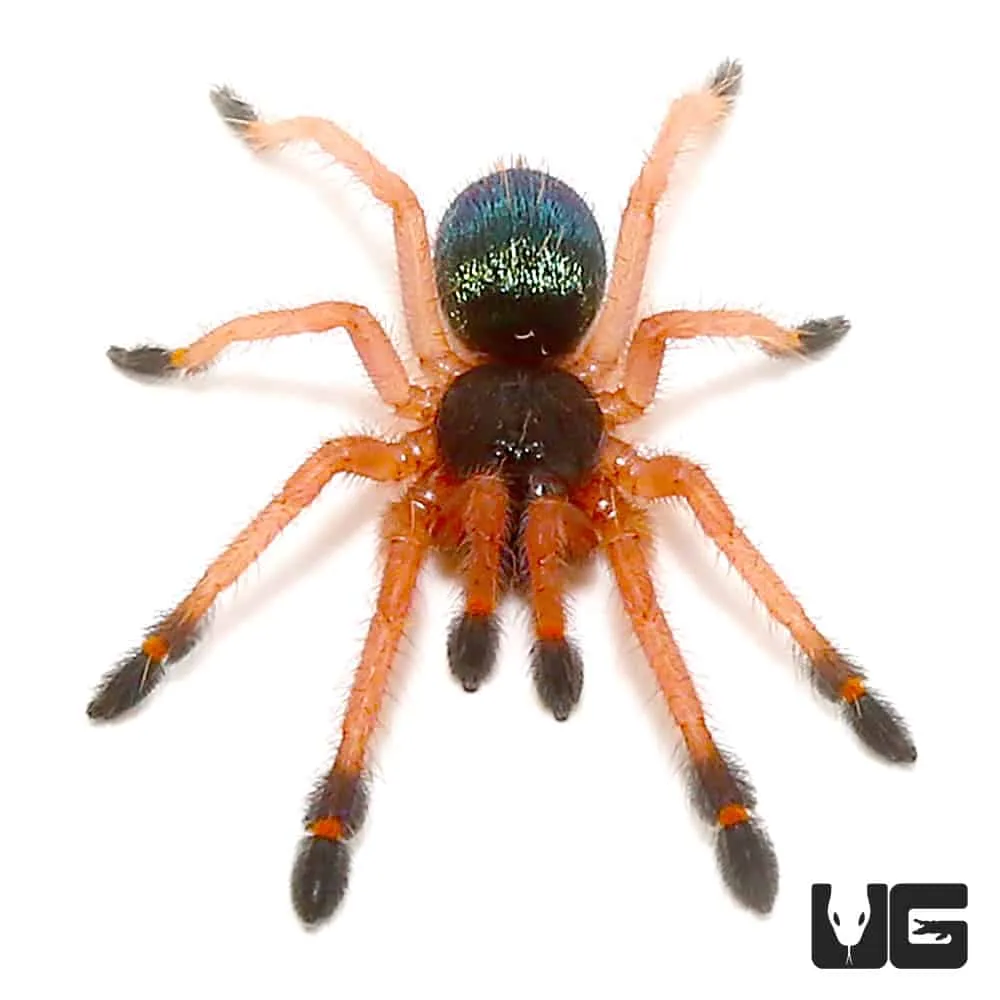 19664 tarantula sling humidity