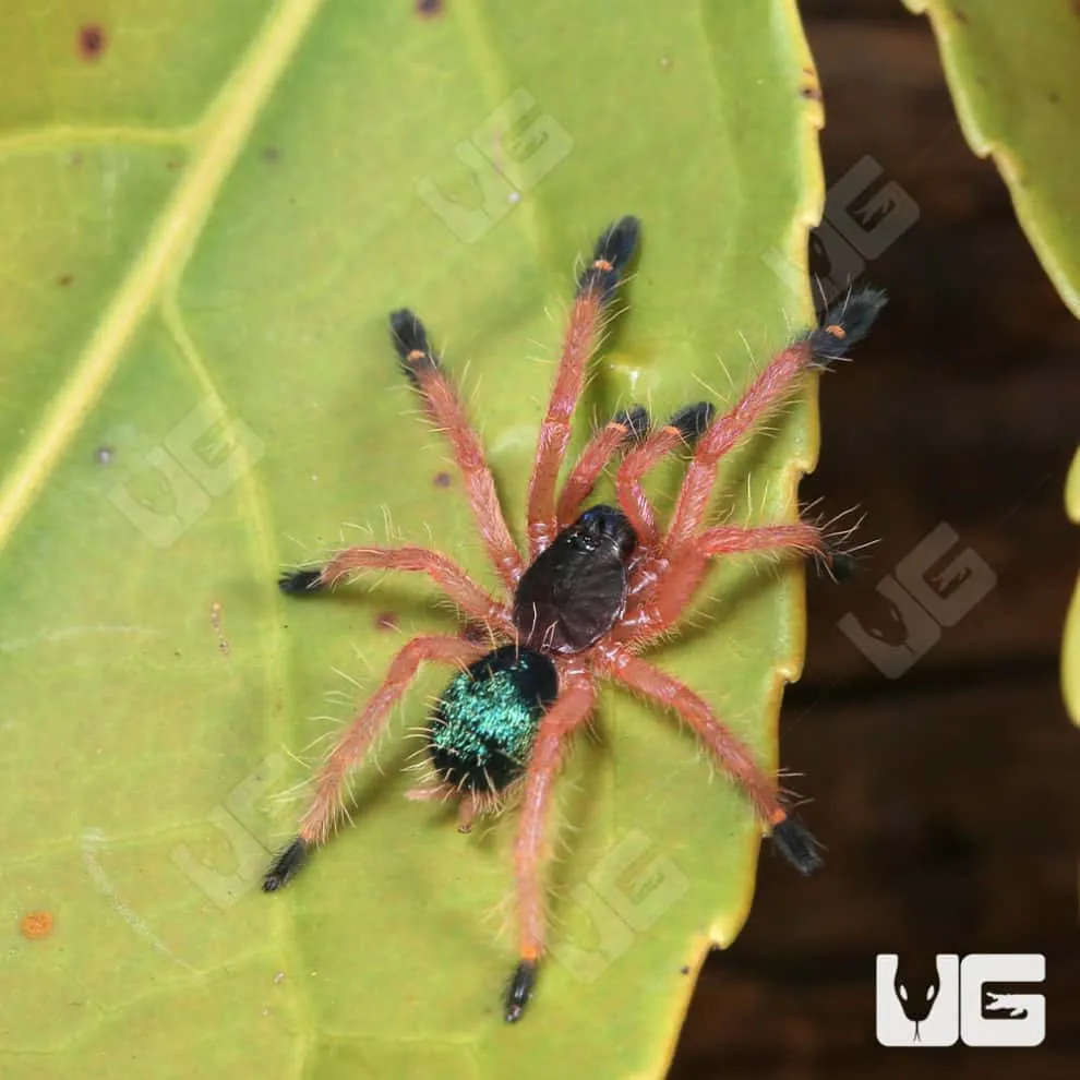 19664 tarantula sling molting