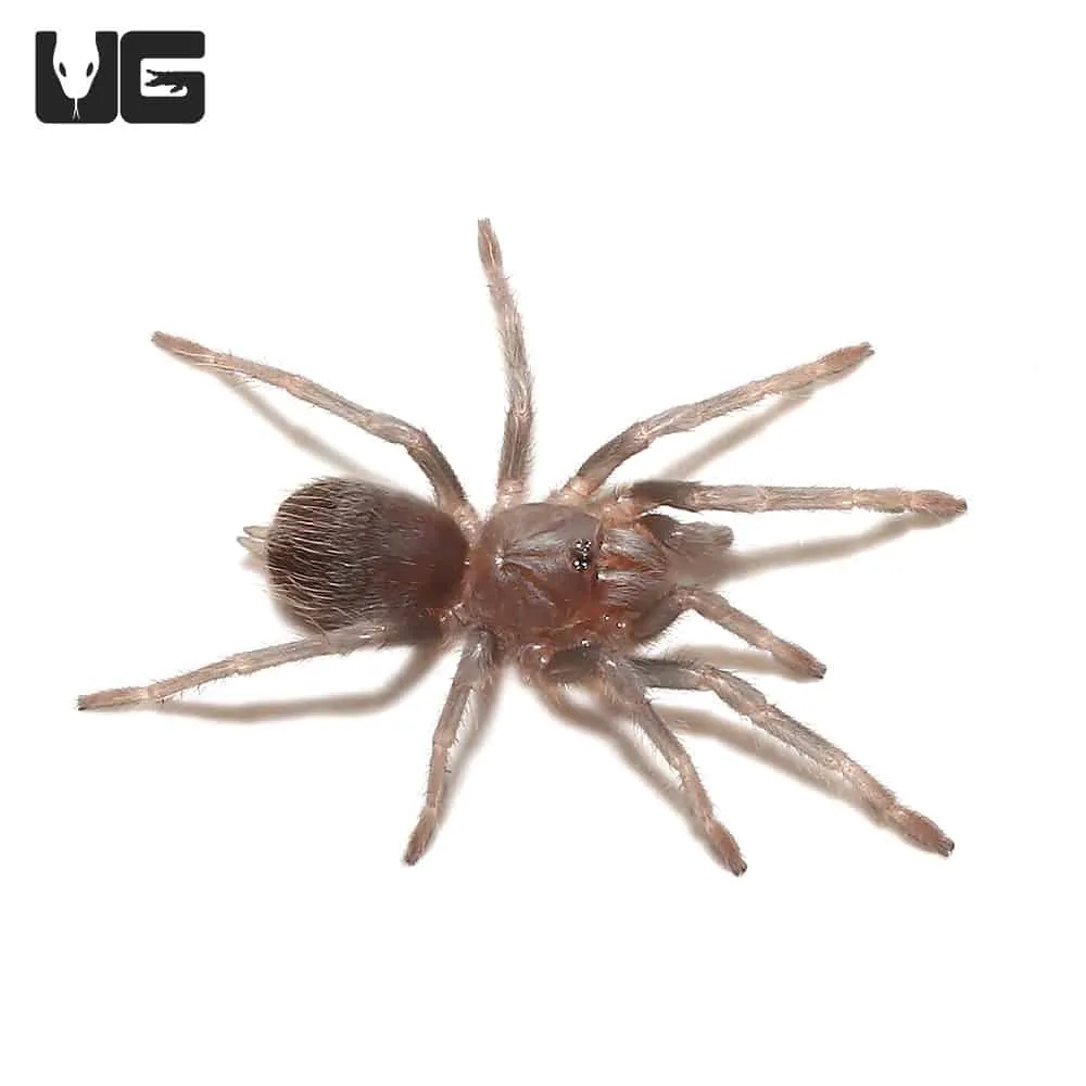 19665 brazilian blue tarantula feeding