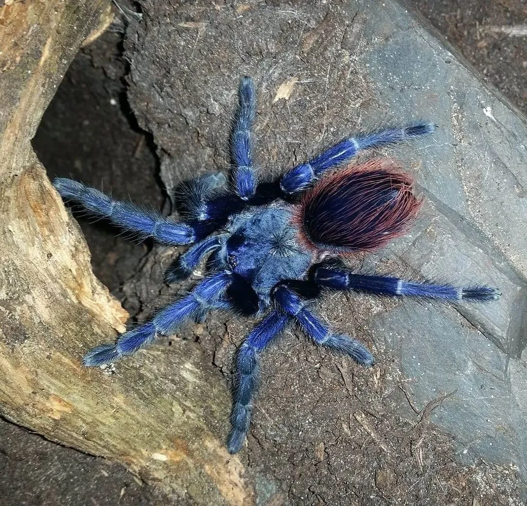 19665 brazilian blue tarantula health