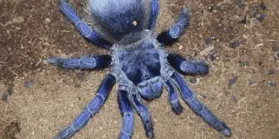 /img/19665-brazilian-blue-tarantula-misting.webp