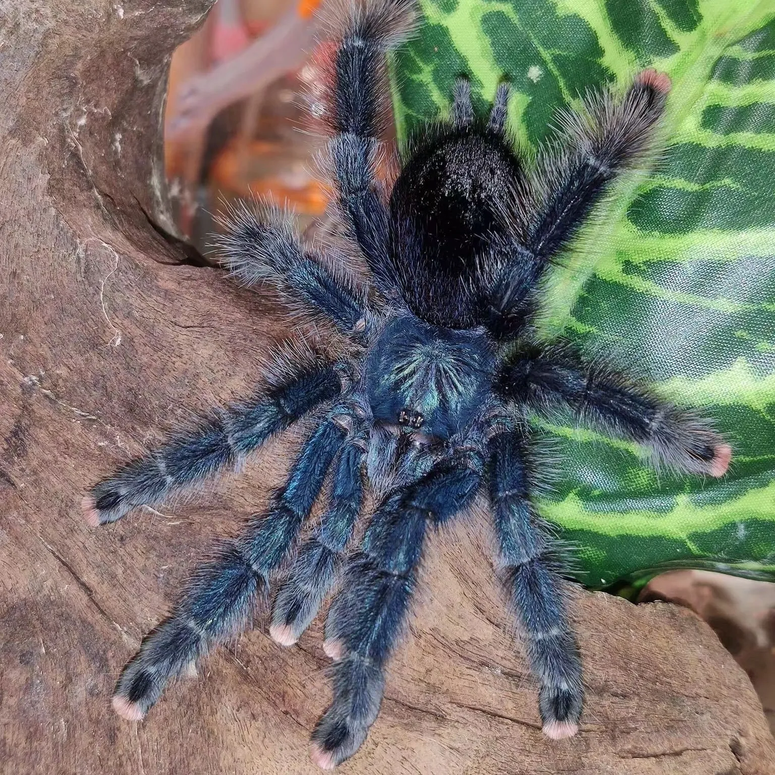 19665 brazilian blue tarantula substrate