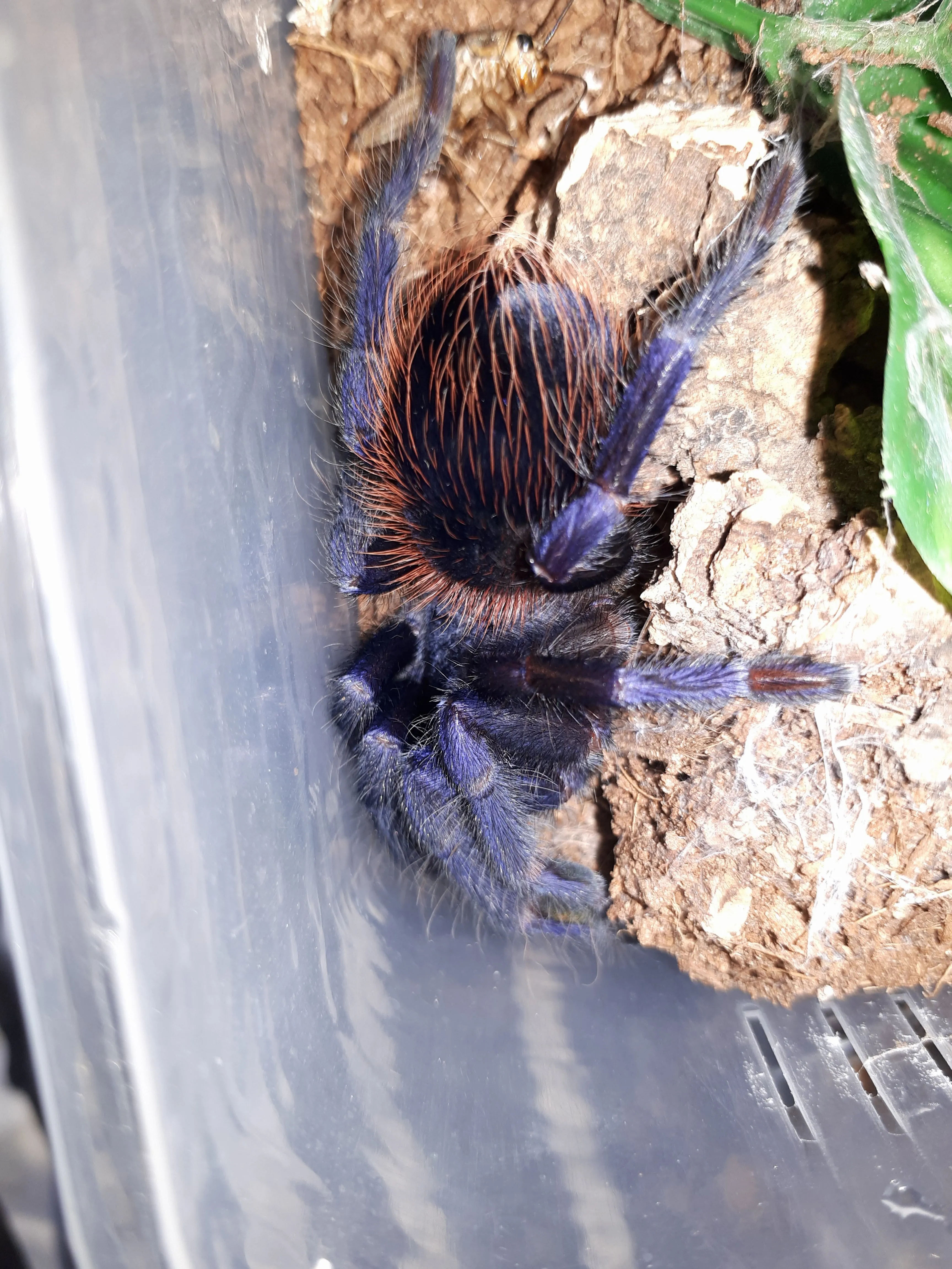 19665 brazilian blue tarantula watering