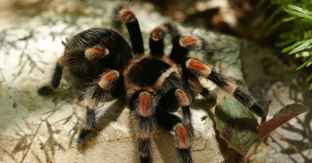 /img/19666-tarantula-water-dish.webp