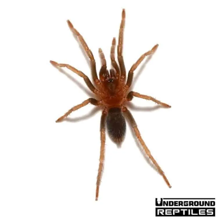 19667 trinidad gold tarantula coloration