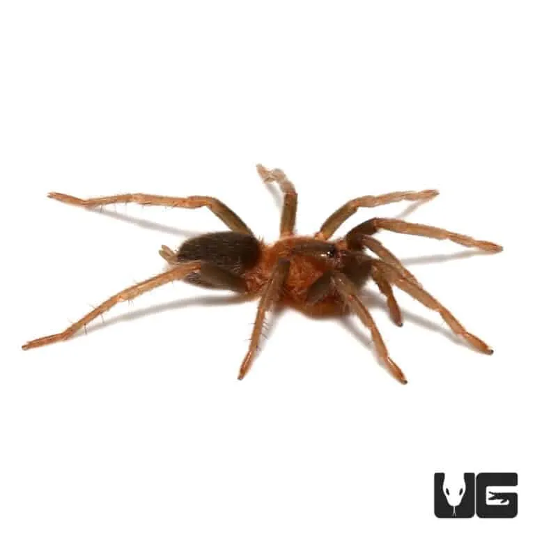 /img/19667-trinidad-gold-tarantula-environment.webp