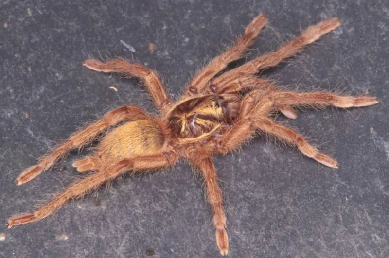 19667 trinidad gold tarantula feeding