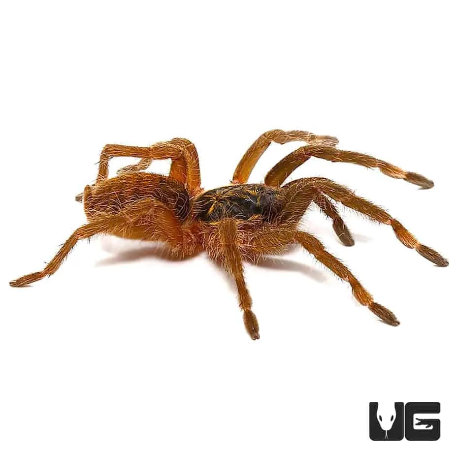 19667 trinidad gold tarantula growth