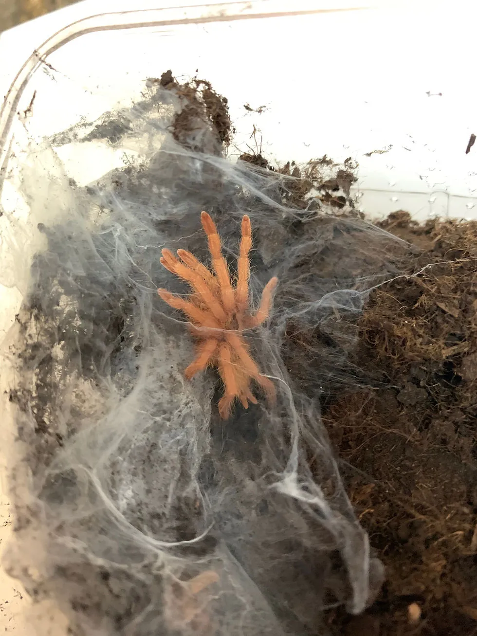 19667 trinidad gold tarantula habitat