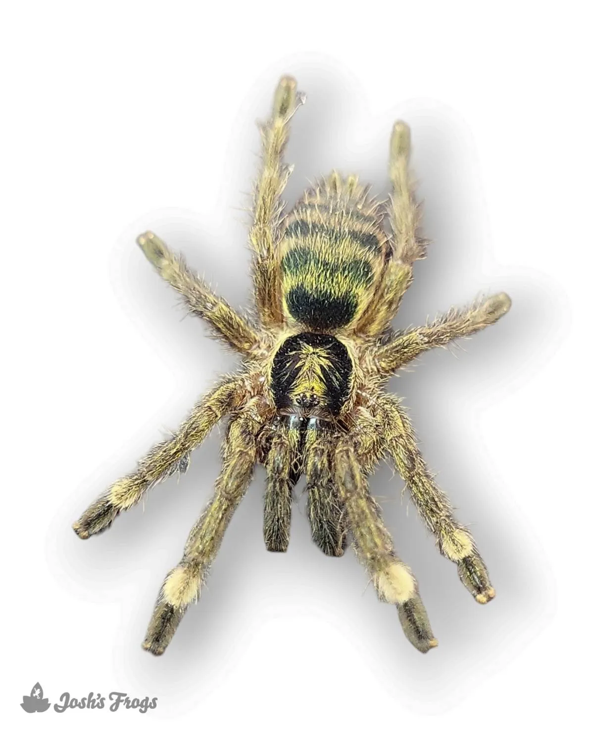 19667 trinidad gold tarantula handling