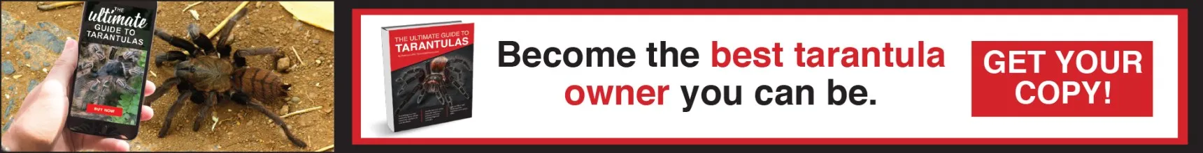 19670 tarantula handling safely