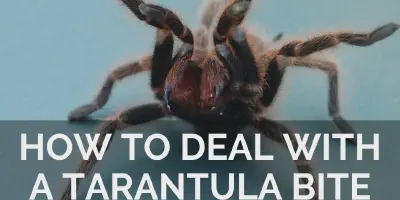 /img/19670-tarantula-species.webp