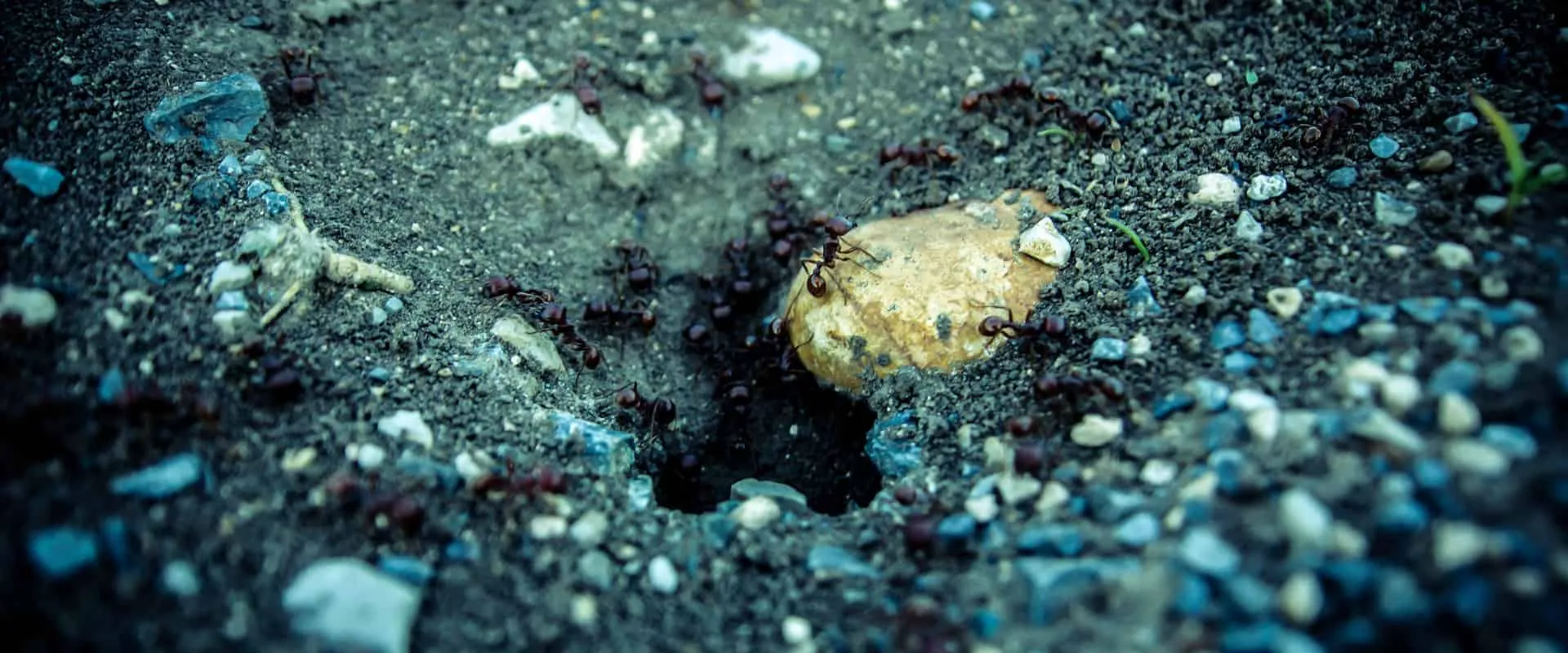 19672 tarantula food source