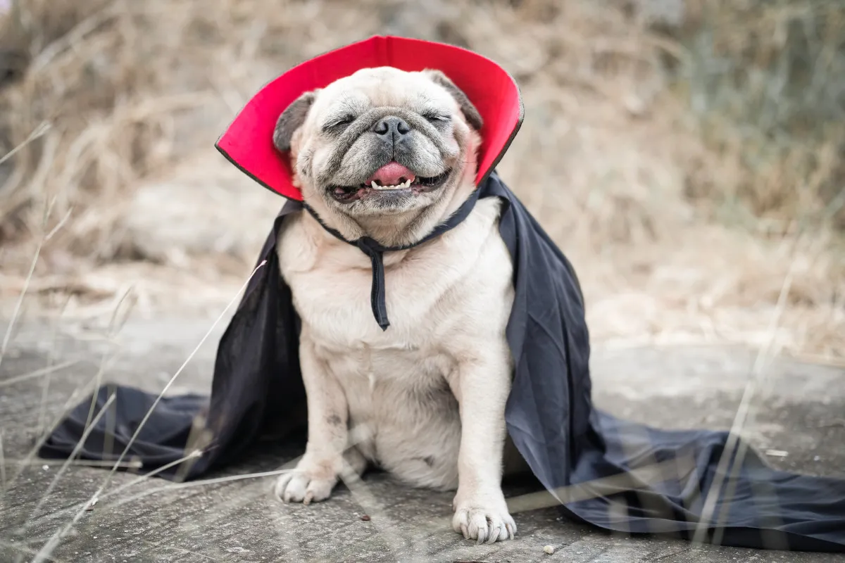 19673 pug tarantula costume attaching legs