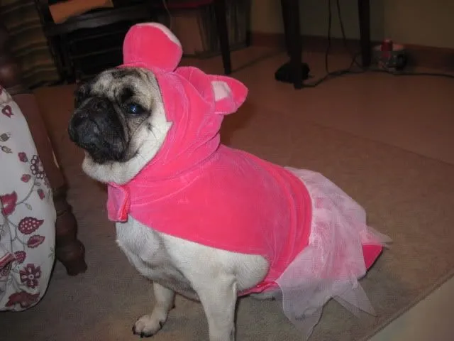 19673 pug tarantula costume finishing touches