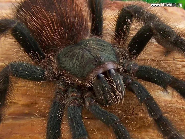 /img/19674-tarantula-sales.webp