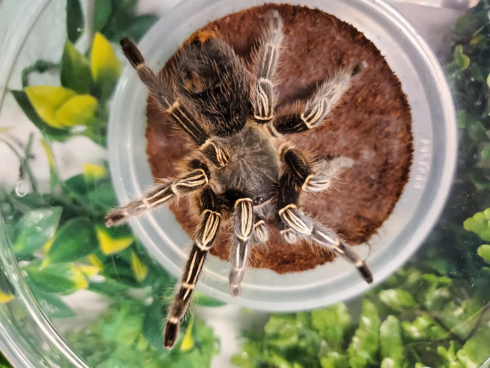 19675 striped knee tarantula enclosure