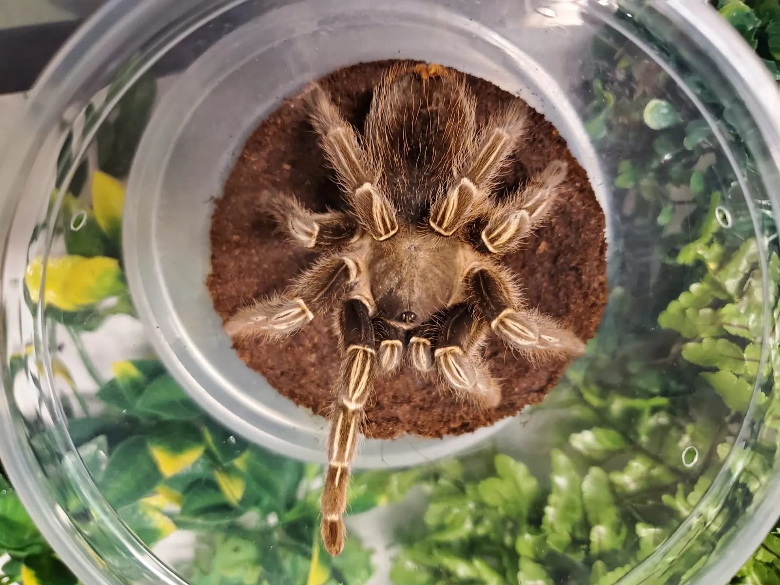 19675 striped knee tarantula feeding