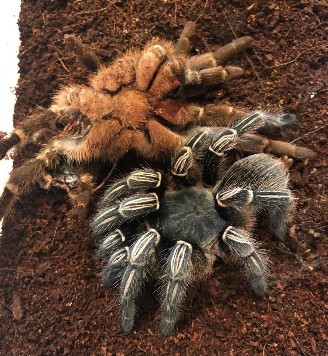 19675 striped knee tarantula habitat