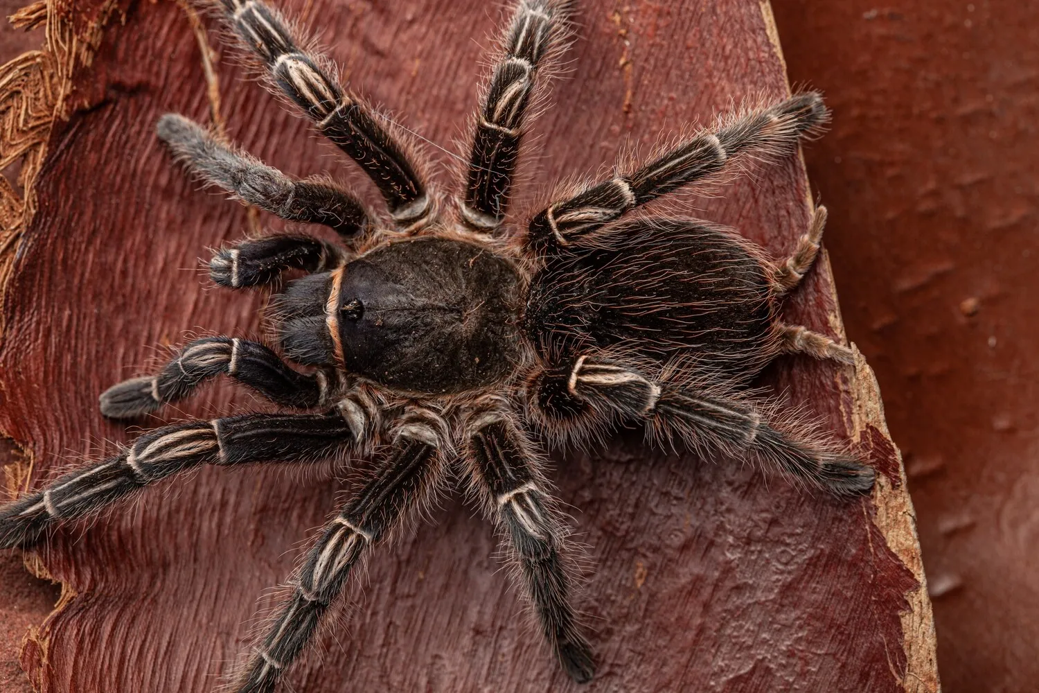 19675 striped knee tarantula molting