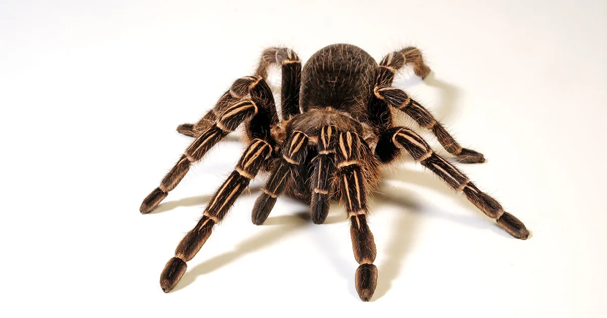 19675 striped knee tarantula overview
