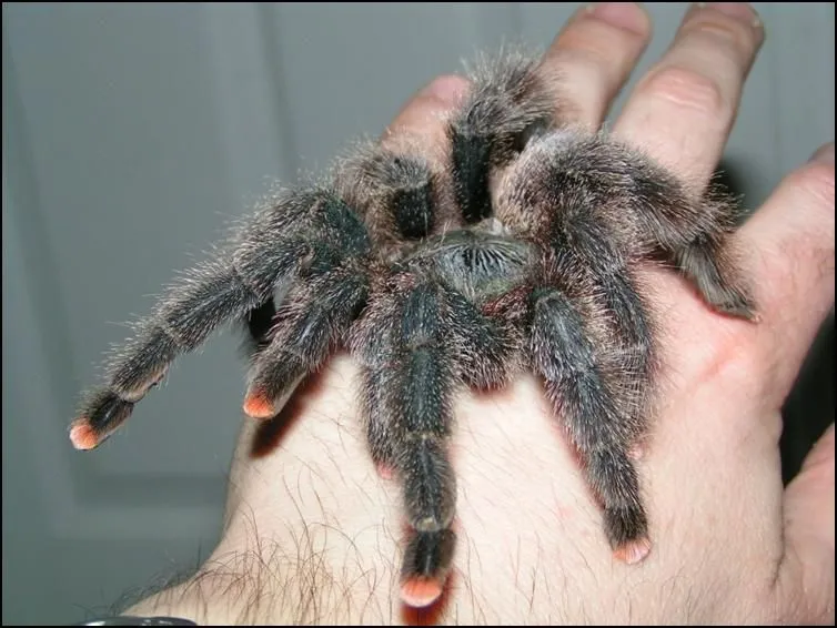 19676 male pink toe tarantula identification