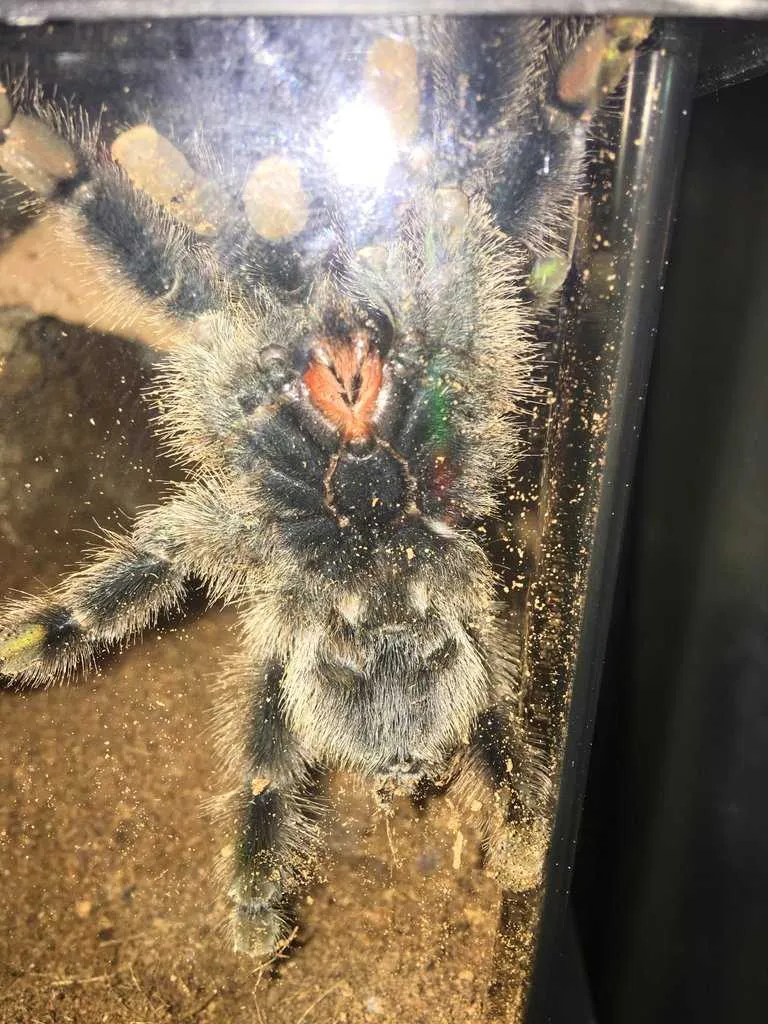 19676 male vs female pink toe tarantula