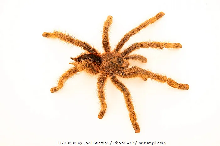 19676 pink toe tarantula male habitat