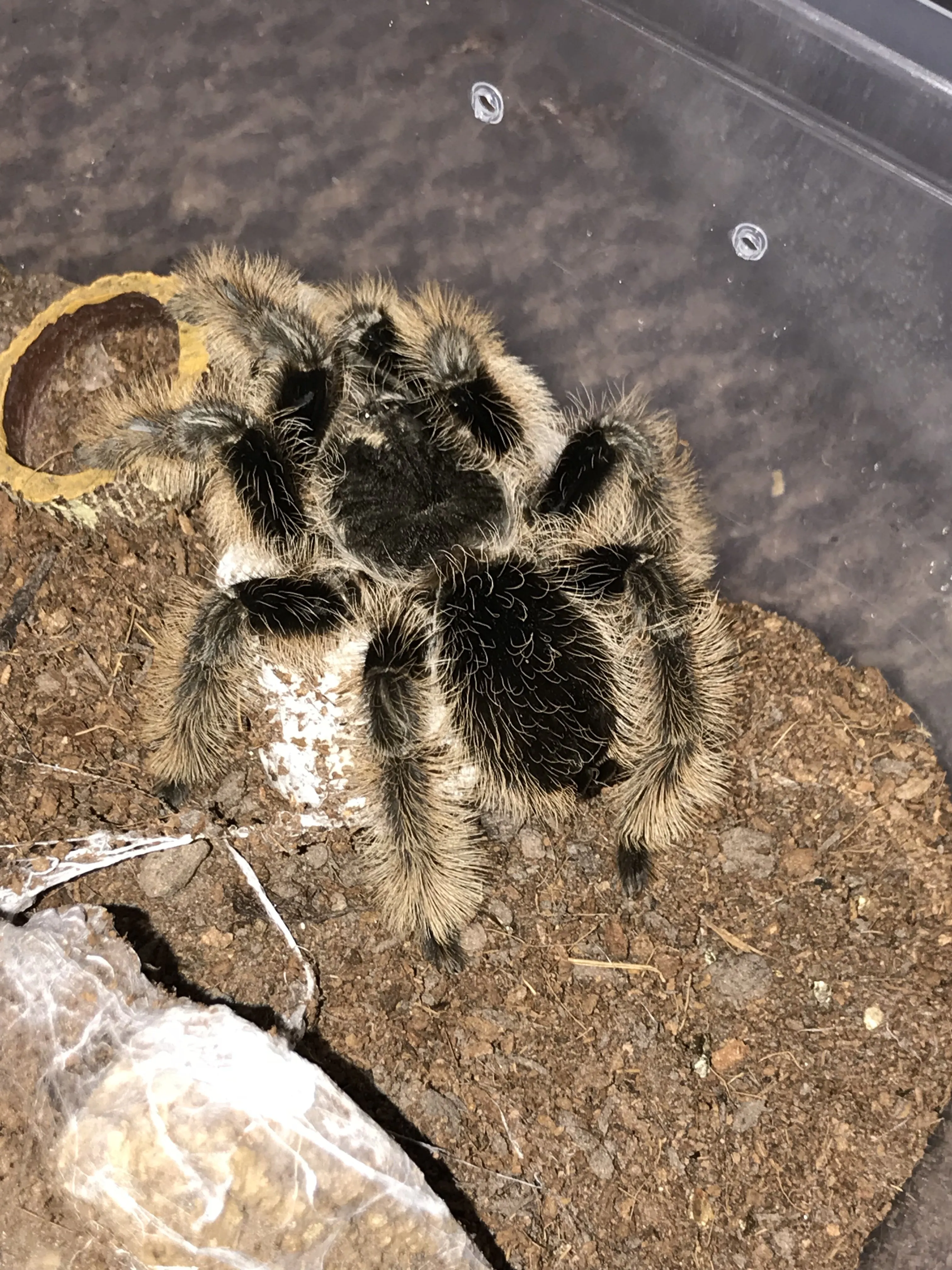 /img/19677-tarantula-enclosure.webp